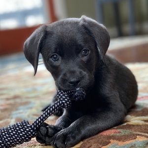 Meet your Posher, Carson